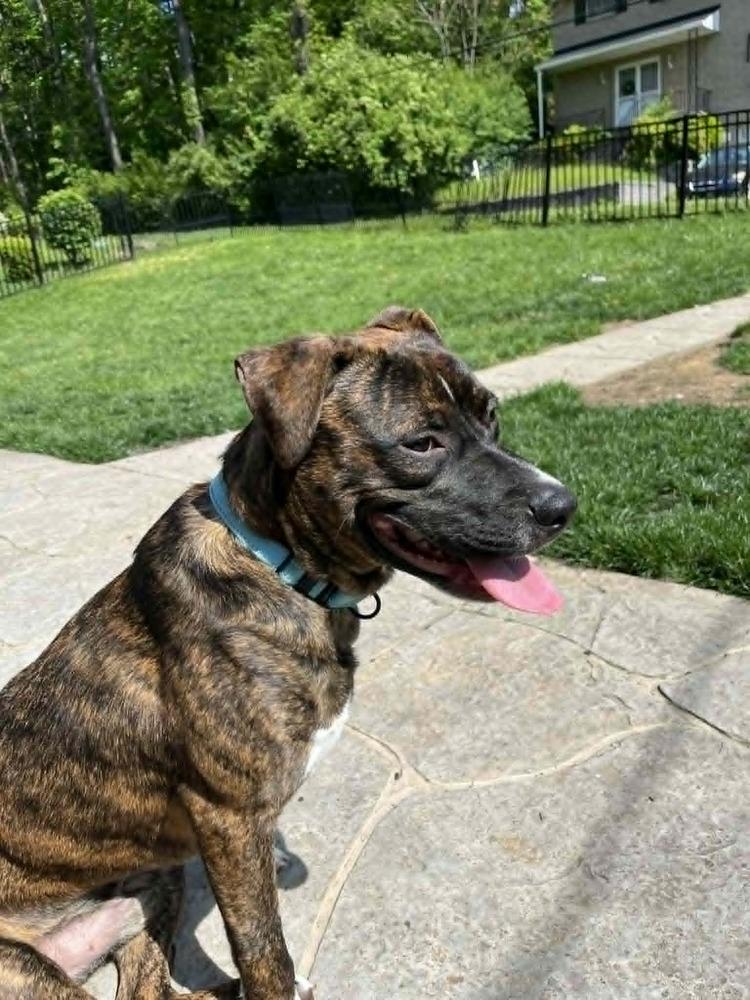 Samson, a Adoptable mixed breed in Springdale, PA image 2/6