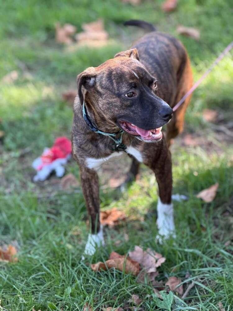Enlarge Samson, a Adoptable mixed breed in Springdale, PA image 1/6