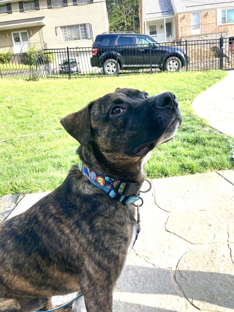 Samson, a Adoptable mixed breed in Springdale, PA image 3/6