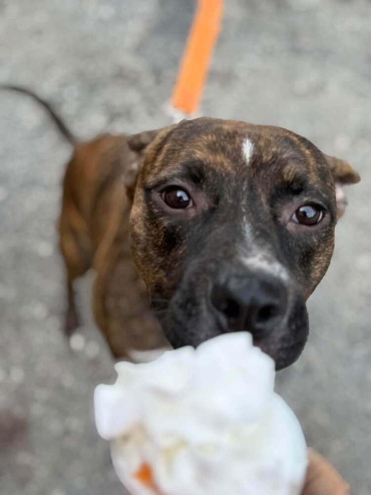Enlarge Samson, a Adoptable mixed breed in Springdale, PA image 2/6