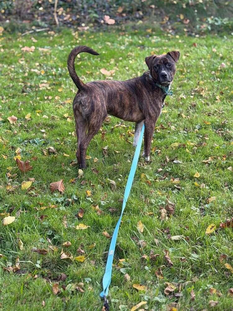 Enlarge Samson, a Adoptable mixed breed in Springdale, PA image 3/6