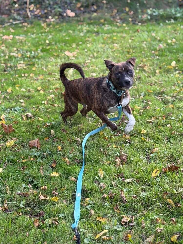 Enlarge Samson, a Adoptable mixed breed in Springdale, PA image 4/6