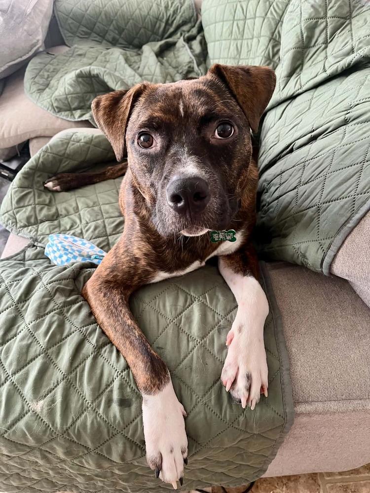 Enlarge Samson, a Adoptable mixed breed in Springdale, PA image 5/6