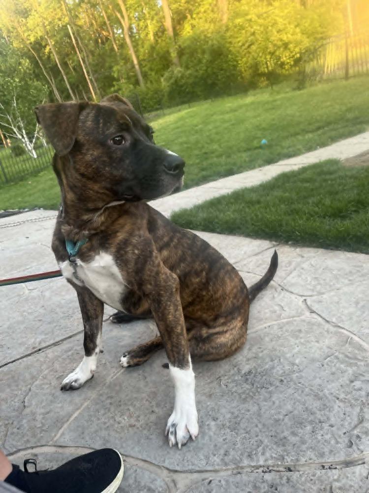 Samson, a Adoptable mixed breed in Springdale, PA image 4/6