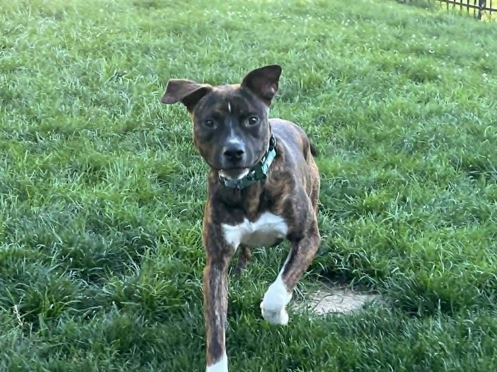 Samson, a Adoptable mixed breed in Springdale, PA image 5/6