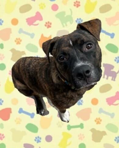 Samson, a Adoptable mixed breed in Springdale, PA image 6/6