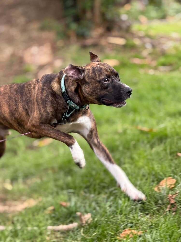 Enlarge Samson, a Adoptable mixed breed in Springdale, PA image 6/6