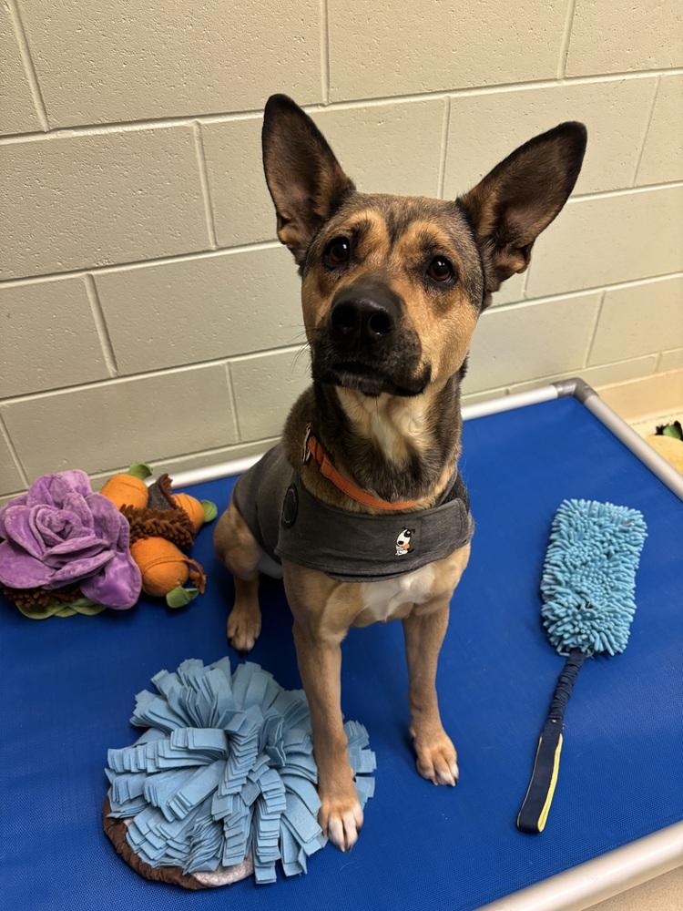 Ember, Adoptable, Adult Female German Shepherd Dog.