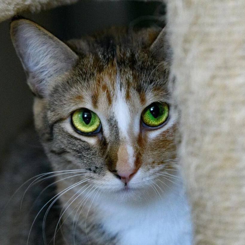 Pixie, a Adoptable mixed breed in Bulverde, TX image 1/12