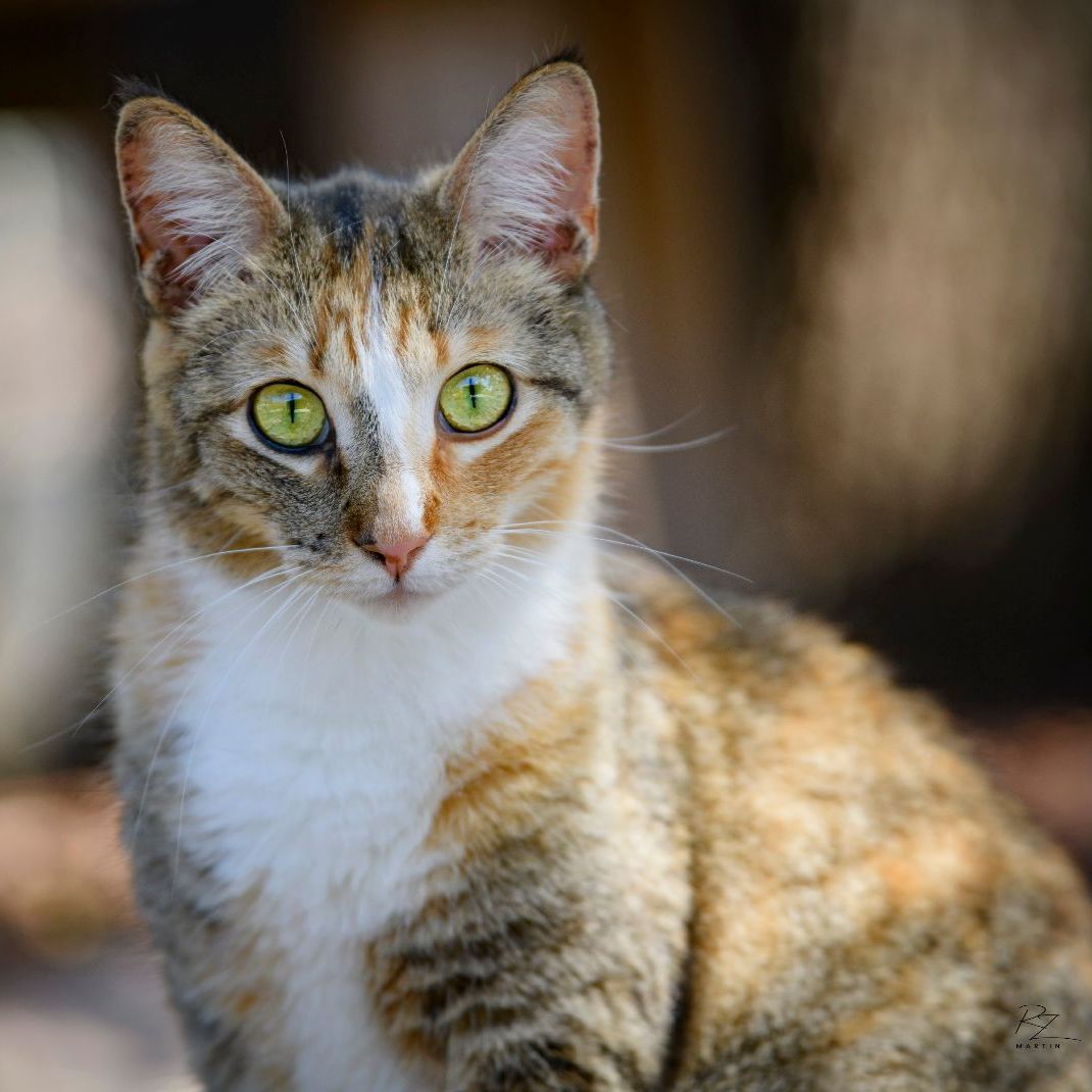 Pixie, a Adoptable mixed breed in Bulverde, TX image 2/12