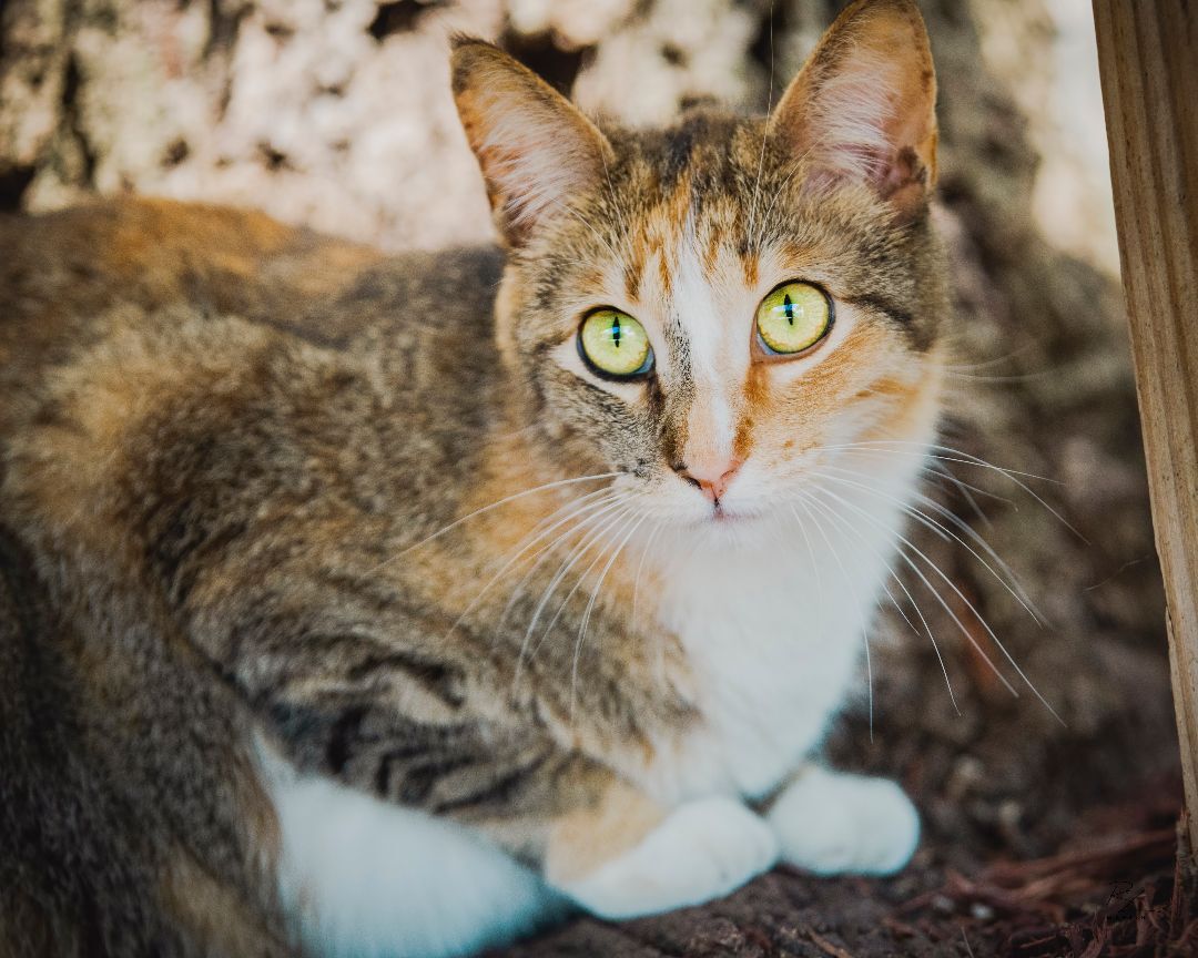 Pixie, a Adoptable mixed breed in Bulverde, TX image 3/12