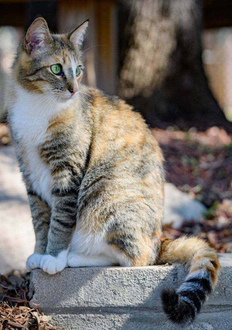 Pixie, a Adoptable mixed breed in Bulverde, TX image 4/12