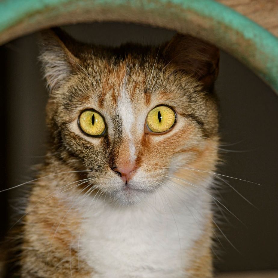 Pixie, a Adoptable mixed breed in Bulverde, TX image 5/12