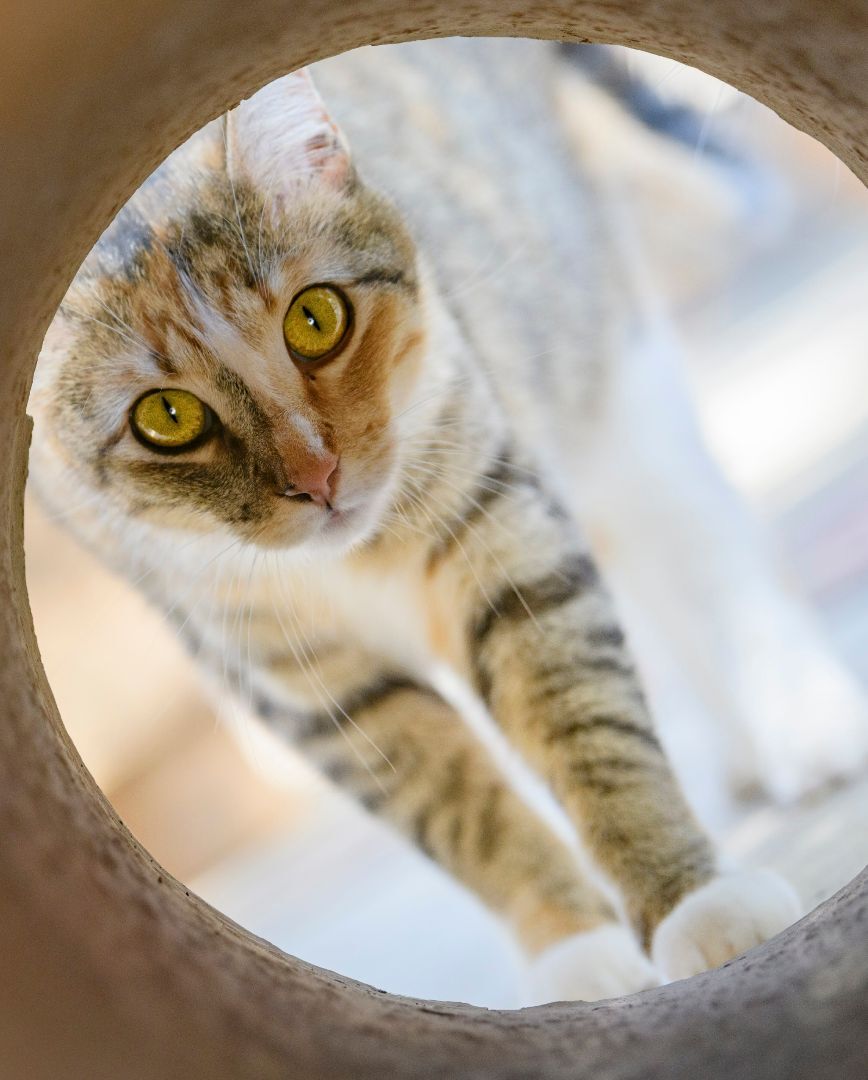 Pixie, a Adoptable mixed breed in Bulverde, TX image 6/12