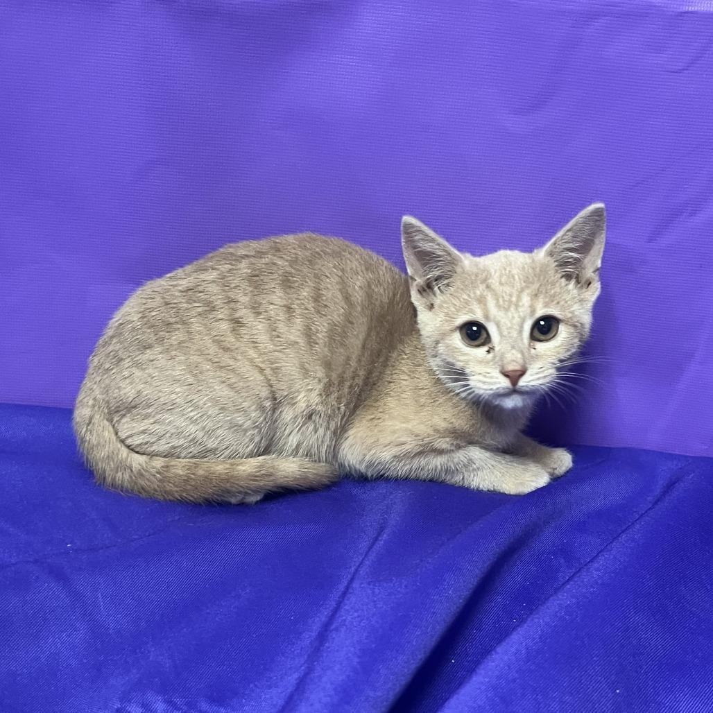 Enlarge Smuckley, a Adoptable Domestic Short Hair in Buffalo, MN image 1/1