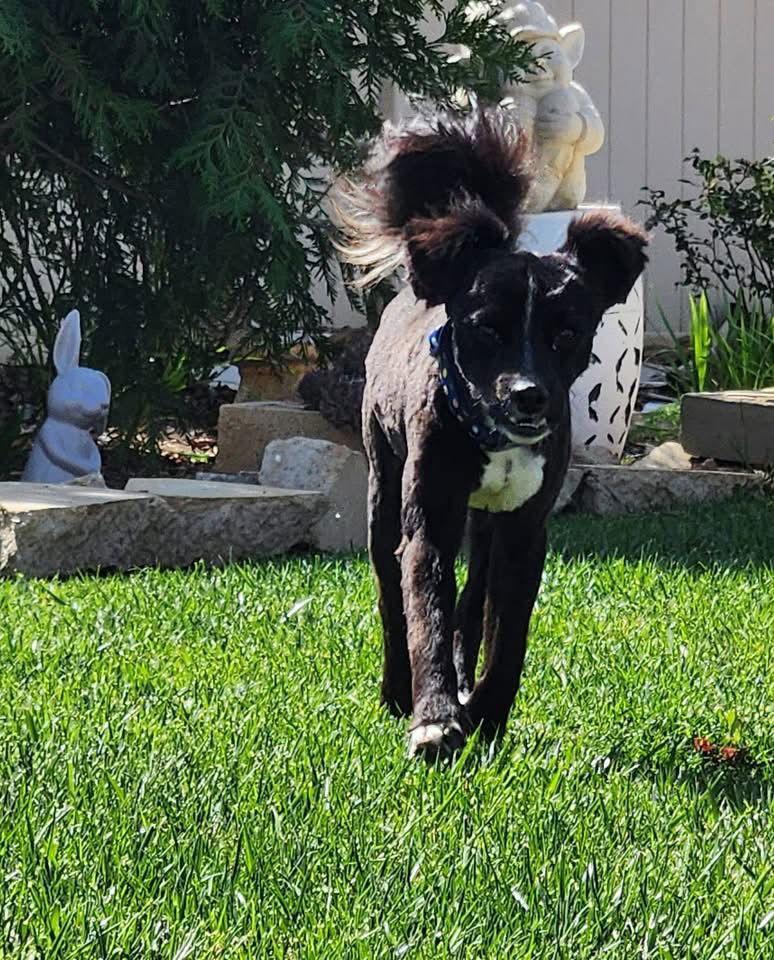 Ashley, Adoptable, Adult Male Spaniel.