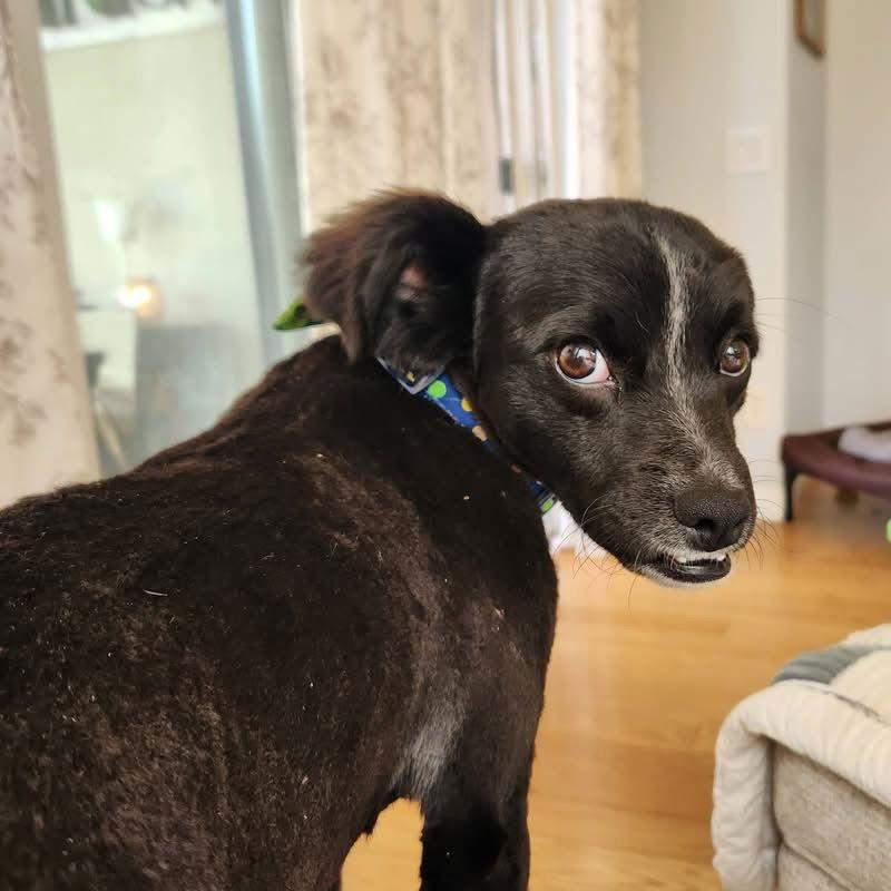 Ashley, a Adoptable Spaniel in San Bernardino, CA image 2/3