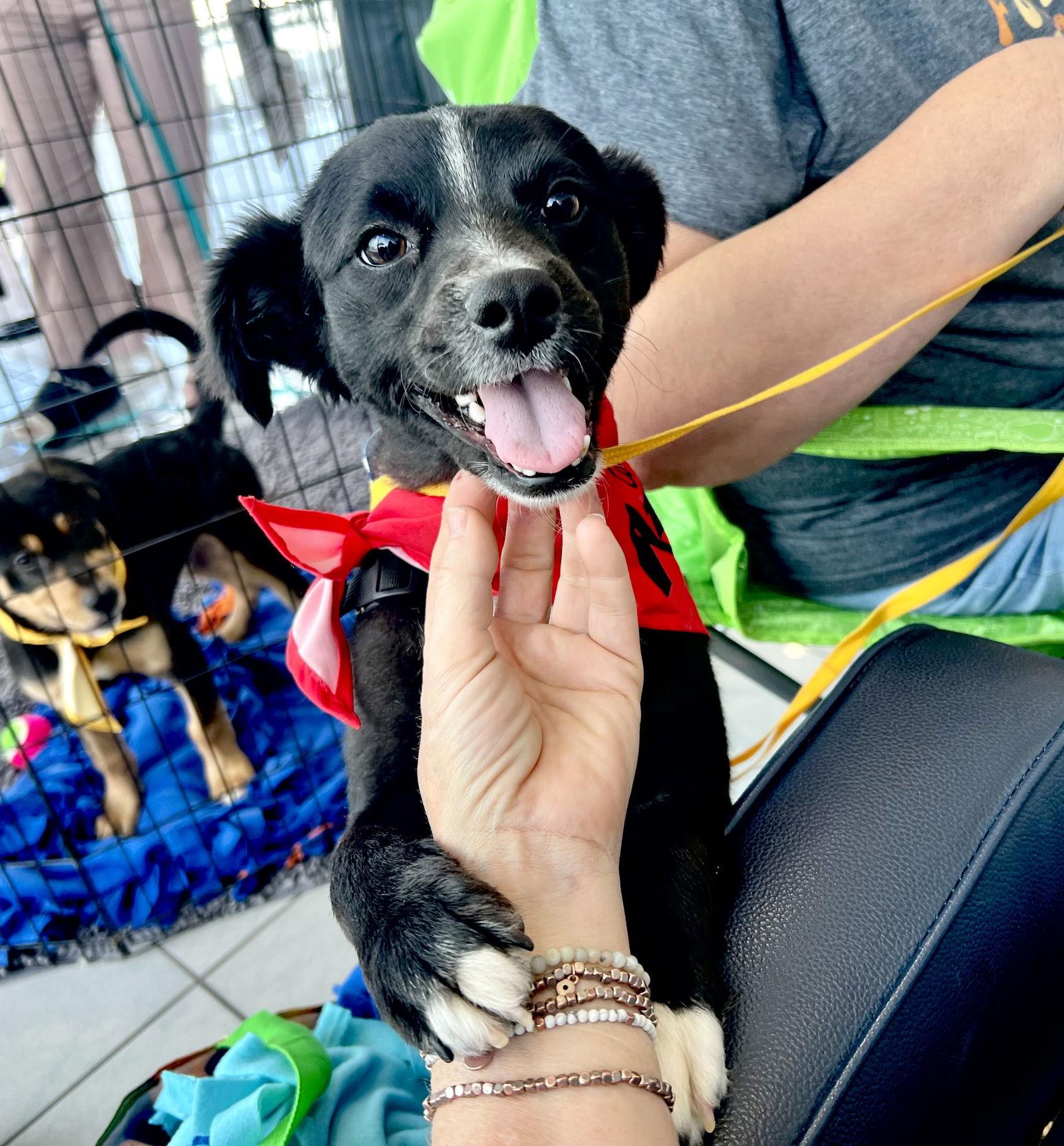 Ashley, a Adoptable Spaniel in San Bernardino, CA image 3/3