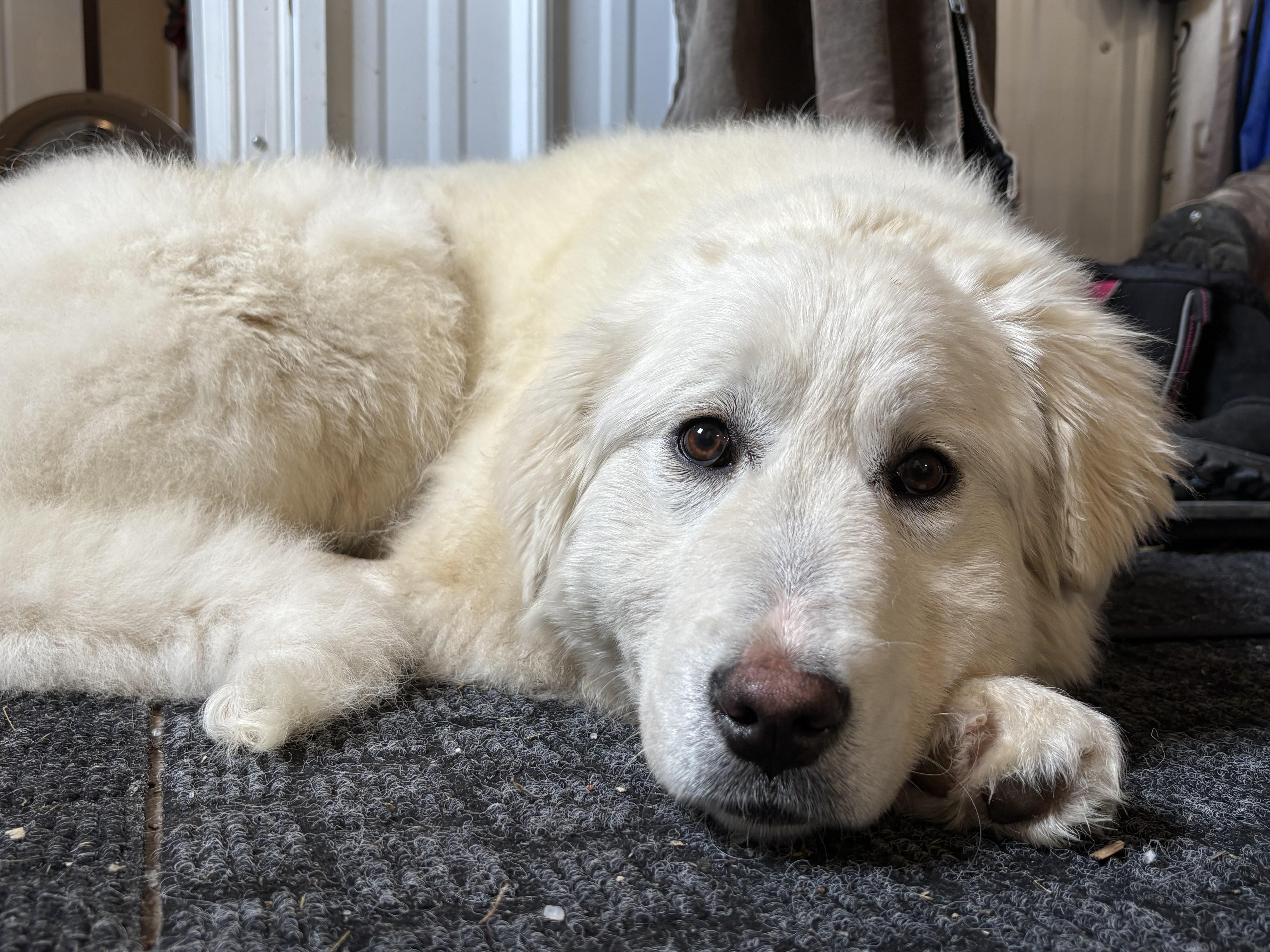 Enlarge Abbey, an adopted mixed breed in Saskatoon, SK image 6/6