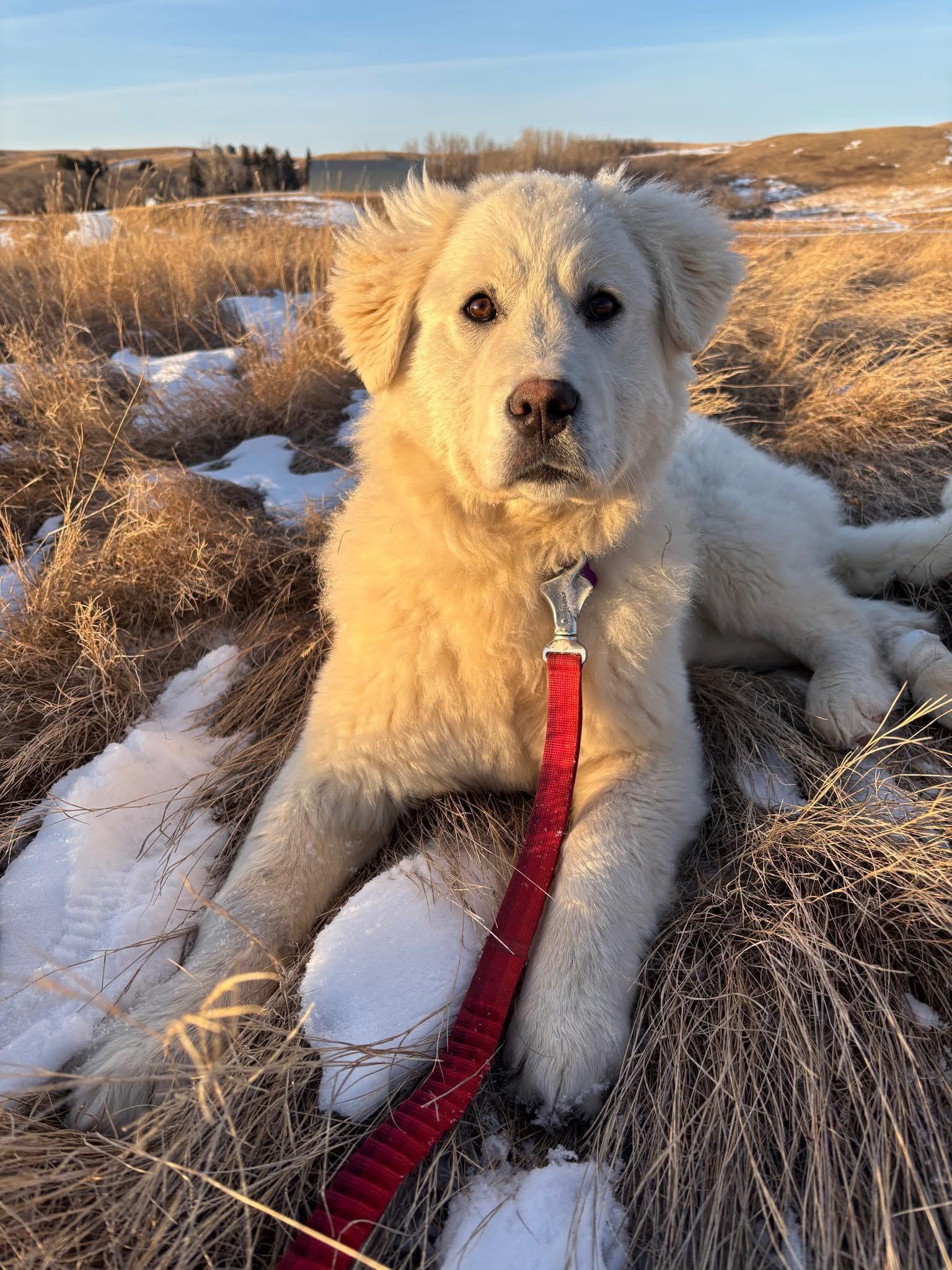 Enlarge Abbey, an adopted mixed breed in Saskatoon, SK image 5/6