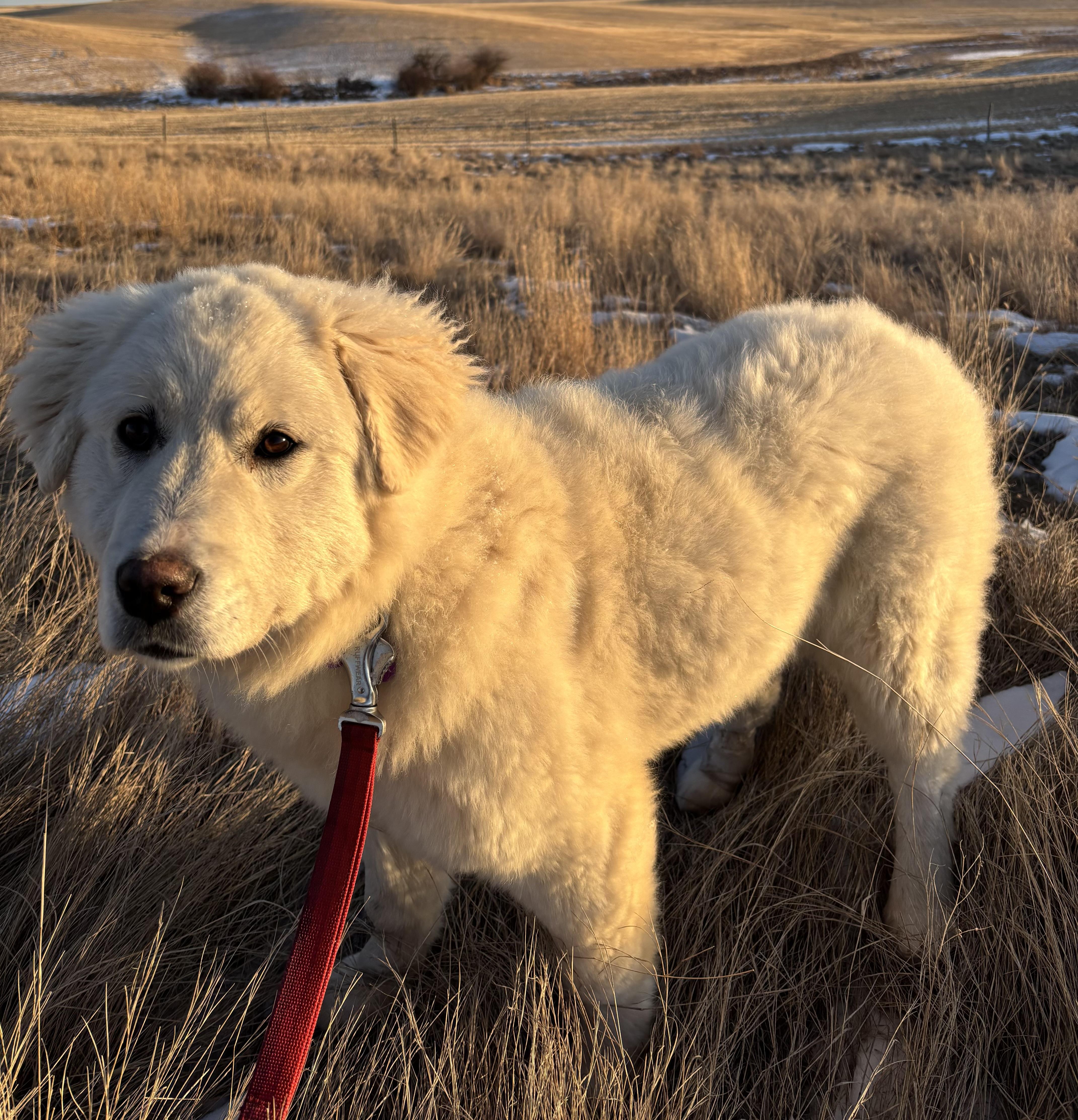 Enlarge Abbey, an adopted mixed breed in Saskatoon, SK image 2/6