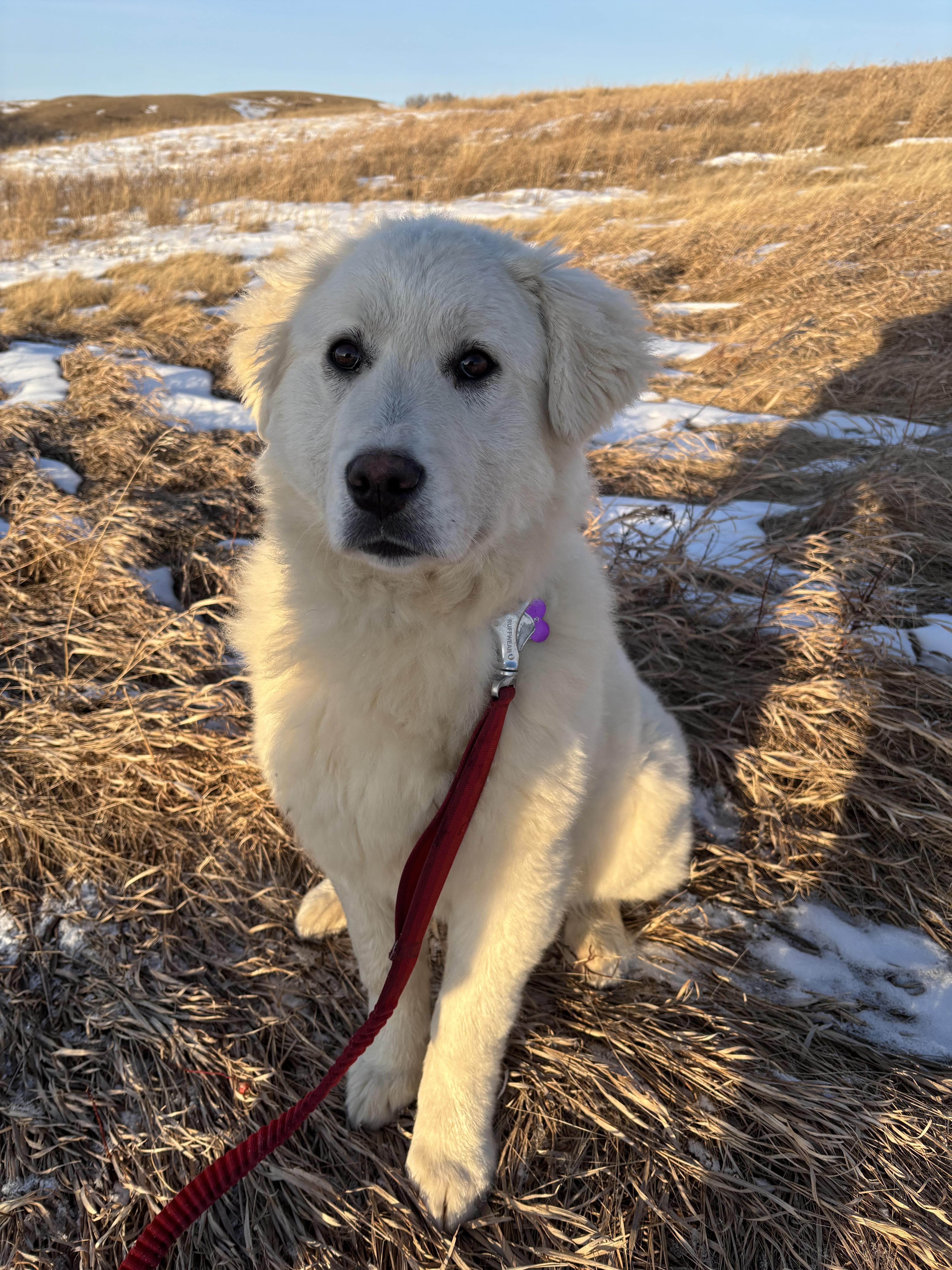 Enlarge Abbey, an adopted mixed breed in Saskatoon, SK image 4/6