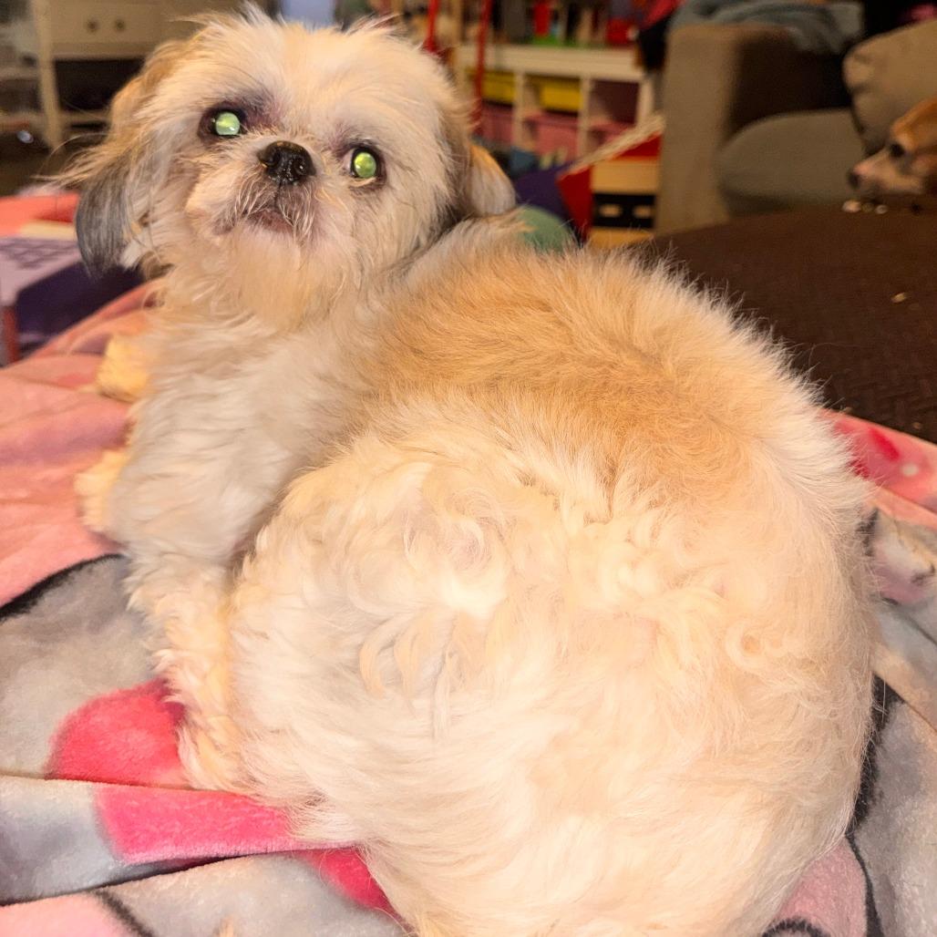 Enlarge Nellis Auction, a Adoptable Shih Tzu in Houston, TX image 1/1