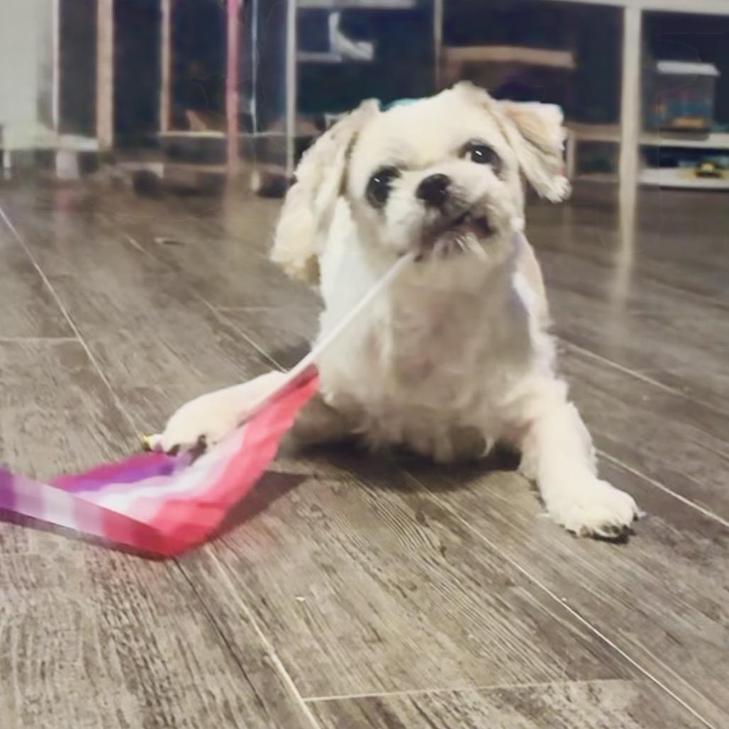 Enlarge Nelly, a Adoptable Shih Tzu in Houston, TX image 2/3