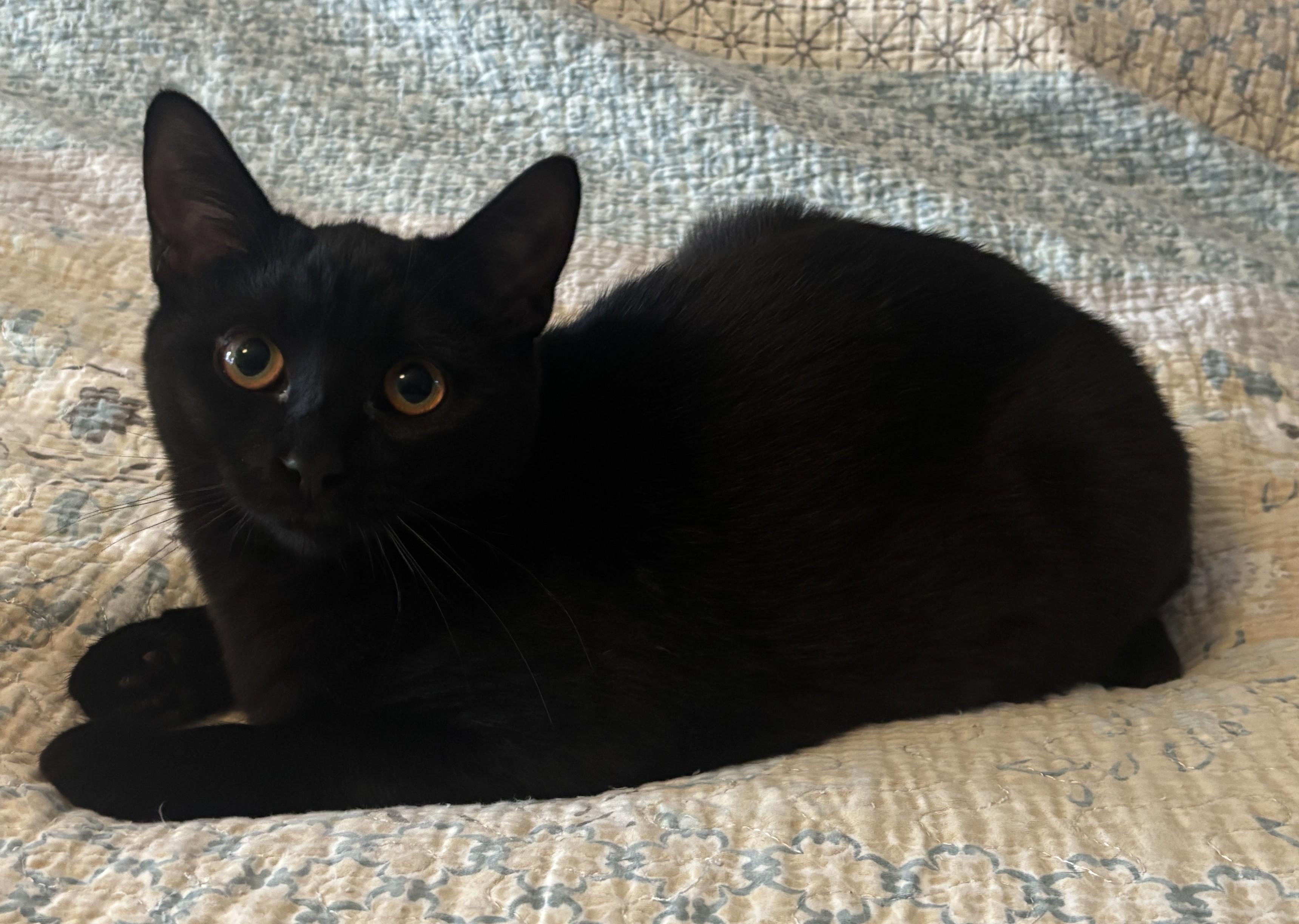 Enlarge Fish Stick, a Adoptable Domestic Short Hair in Dover, DE image 1/5