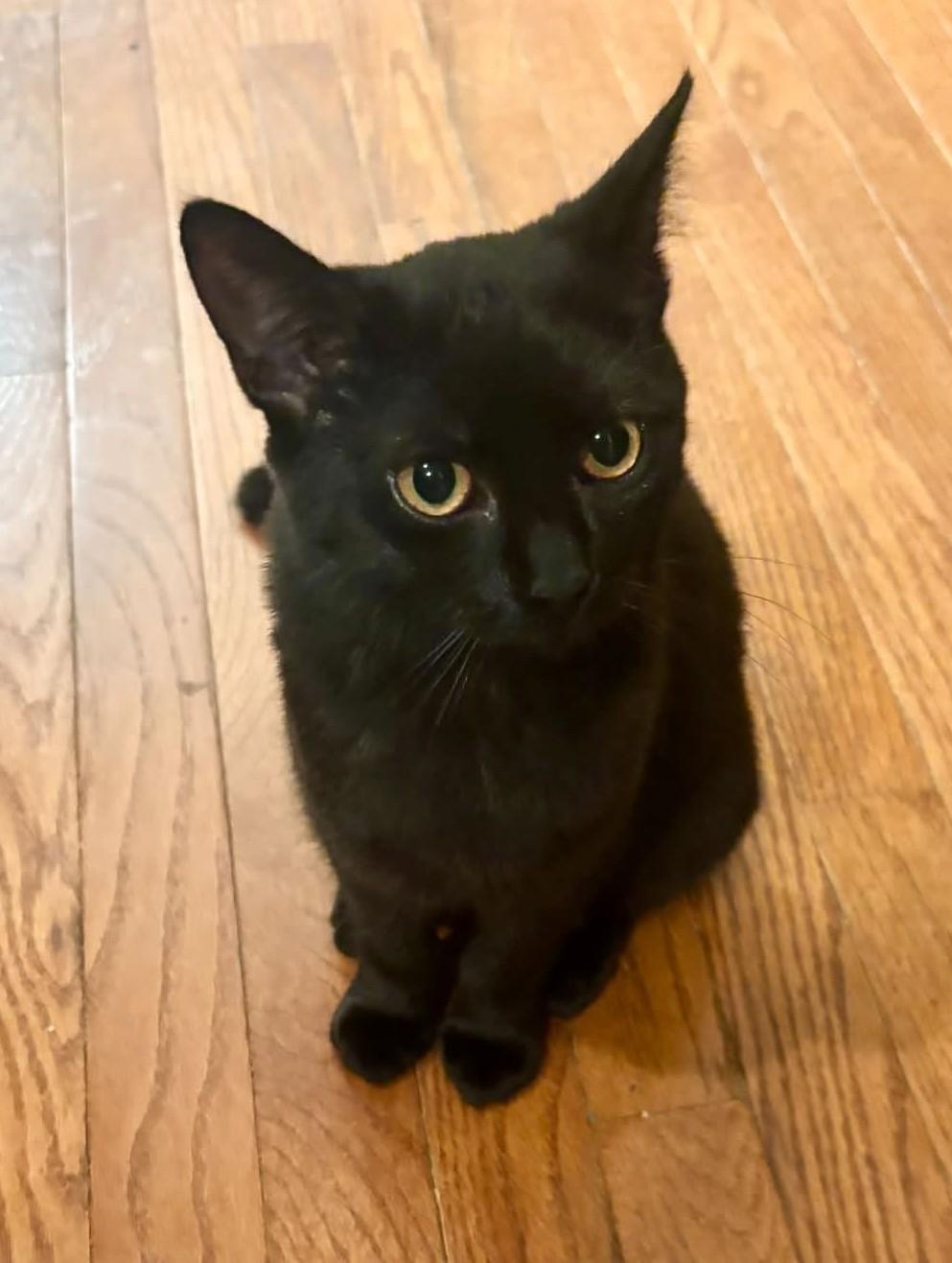 Fish Stick, Adoptable, Kitten Female Domestic Short Hair.