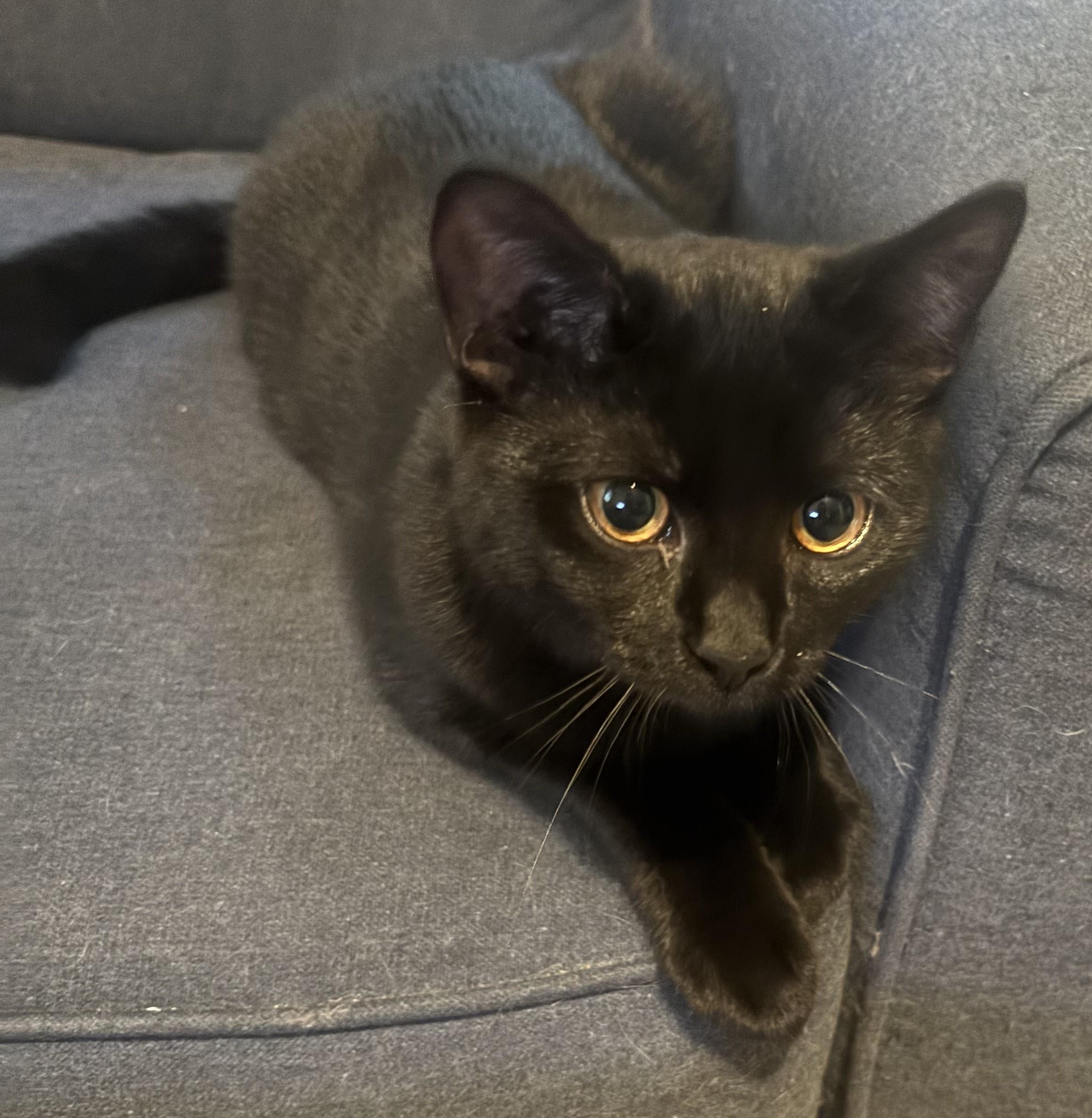 Enlarge Fish Stick, a Adoptable Domestic Short Hair in Dover, DE image 3/4