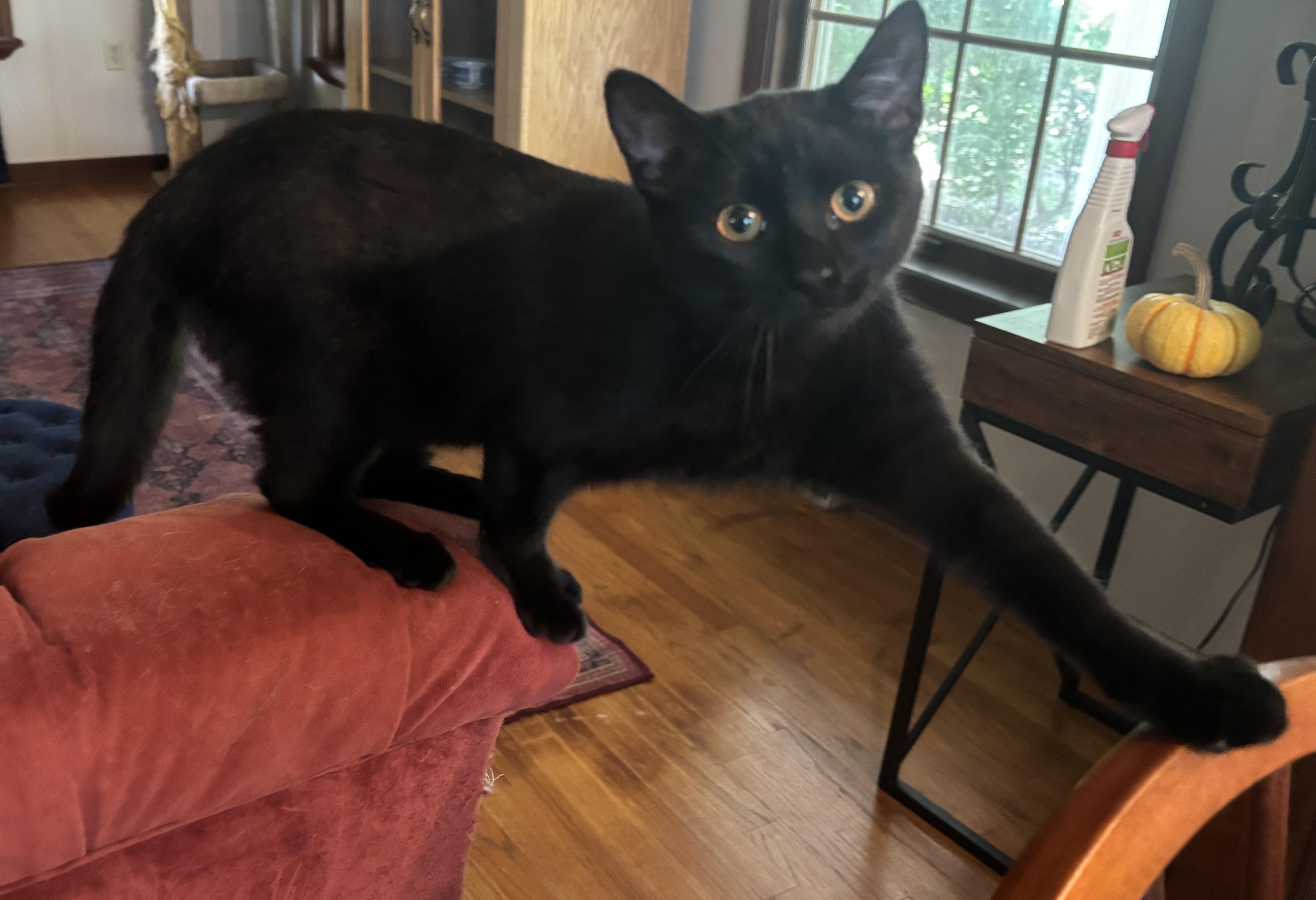 Enlarge Fish Stick, a Adoptable Domestic Short Hair in Dover, DE image 4/4