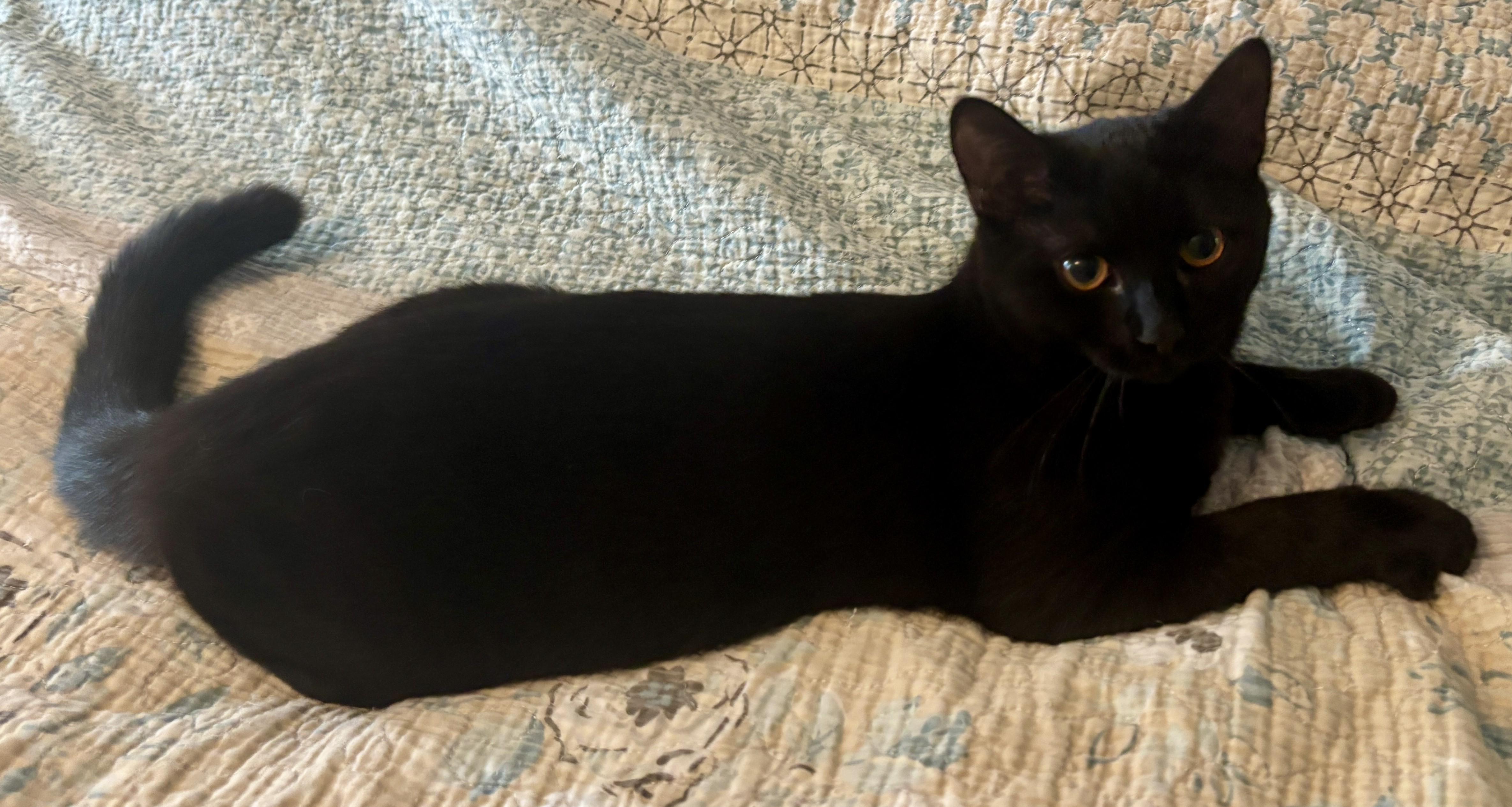 Enlarge Fish Stick, a Adoptable Domestic Short Hair in Dover, DE image 5/5