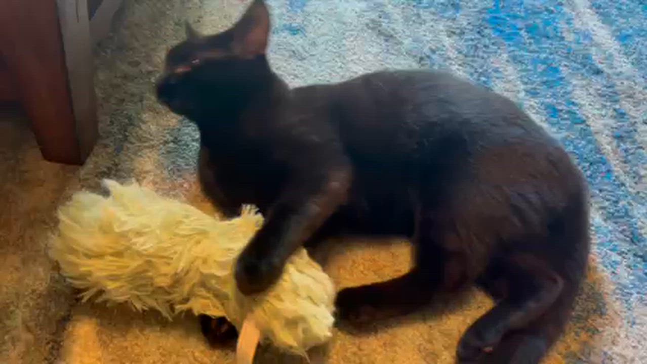 Enlarge Fish Stick, a Adoptable Domestic Short Hair in Dover, DE video 2/4