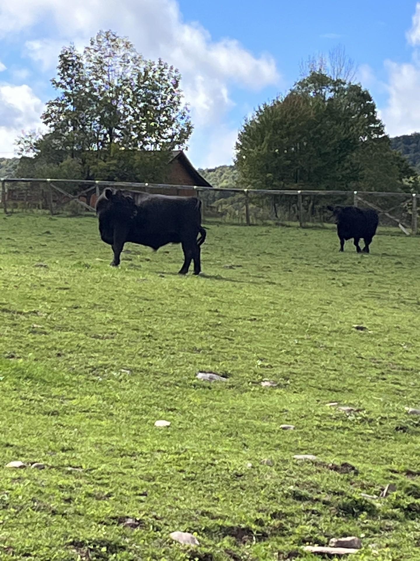Otis and Earl, Young Male unknown