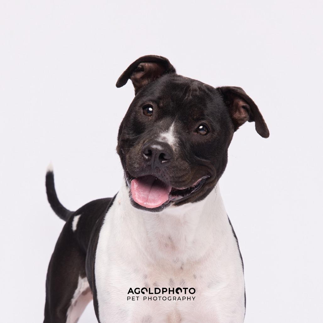 Max 4, Adoptable, Adult Male Pit Bull Terrier & Pit Bull Terrier.
