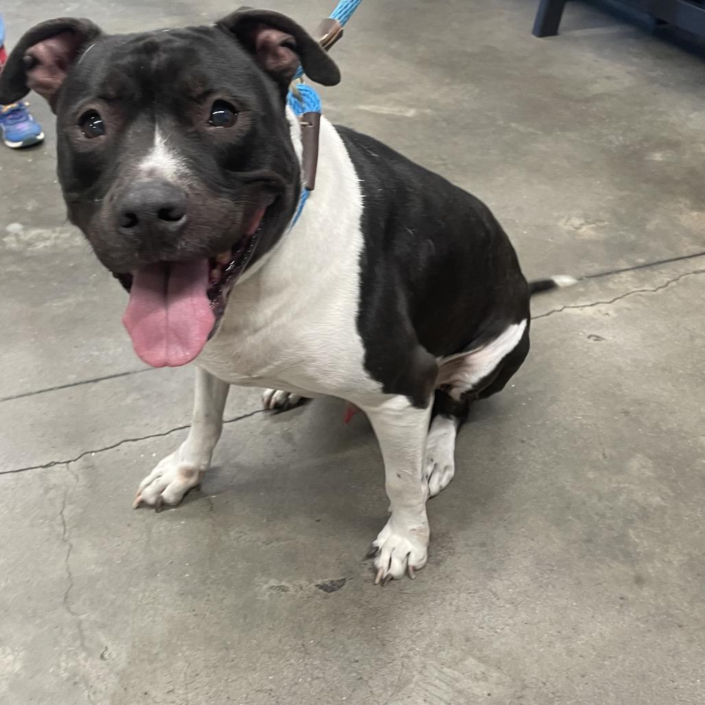 Max 4, Adoptable, Adult Male Pit Bull Terrier & Pit Bull Terrier.