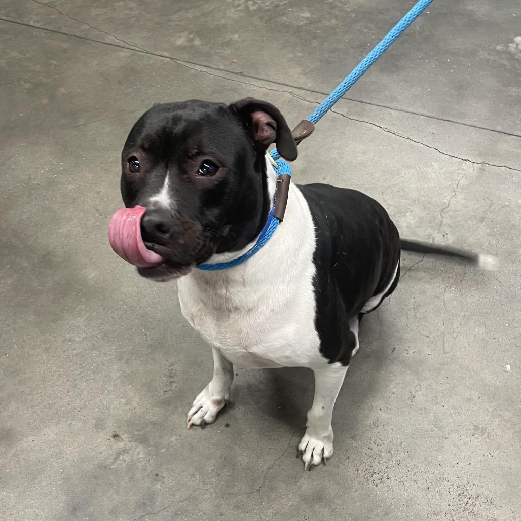 Enlarge Max 4, a Adoptable mixed breed in Tampa, FL image 2/2