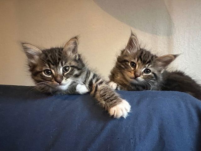 Enlarge Smokē, a Adopted mixed breed in Vacaville, CA image 1/3