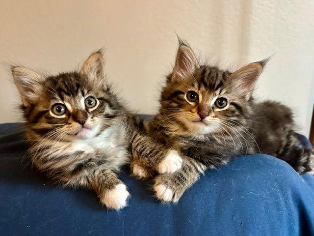 Enlarge Smokē, a Adopted mixed breed in Vacaville, CA image 2/3