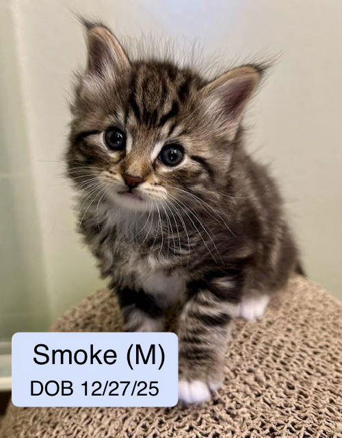 Enlarge Smokē, a Adopted mixed breed in Vacaville, CA image 3/3