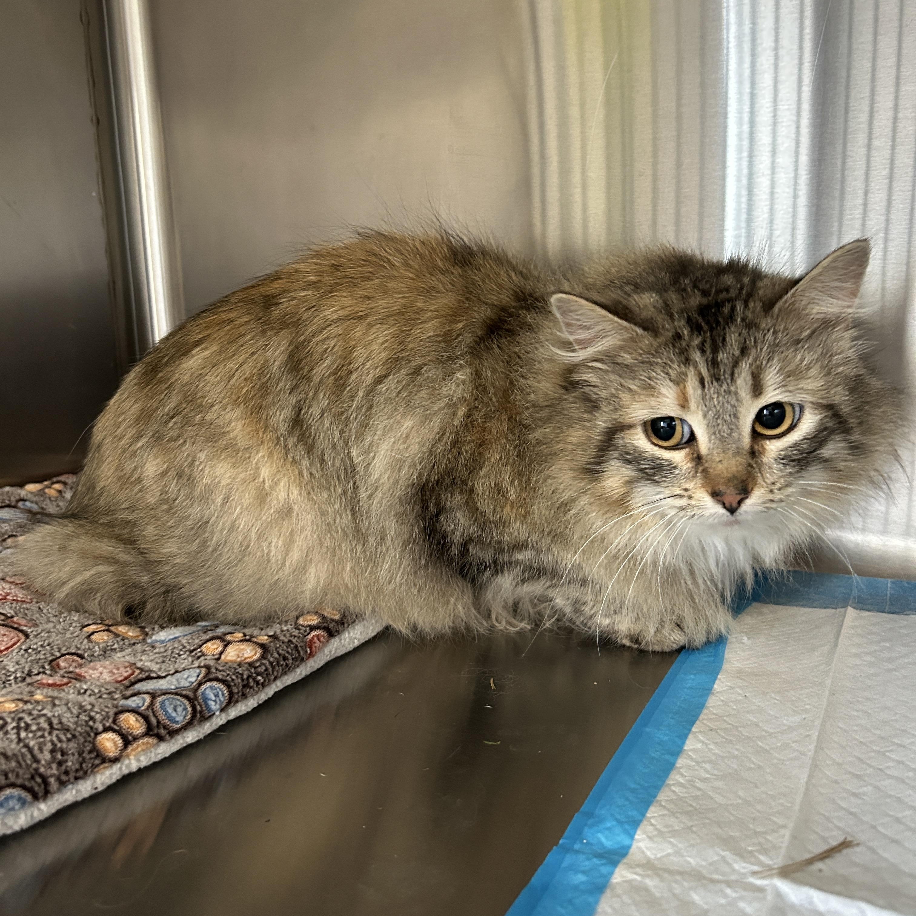 Enlarge Tasha, a ADOPTABLE Domestic Long Hair in Seward, NE image 1/1