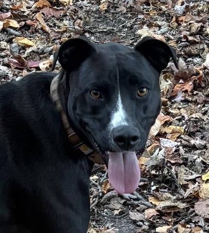 Henry, Adoptable, Adult Male Black Labrador Retriever.