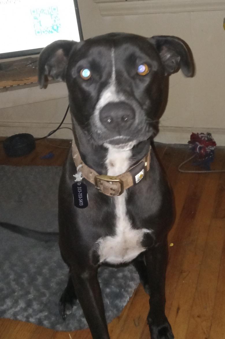Enlarge Henry, a Adoptable mixed breed in Riverview, MI image 2/3