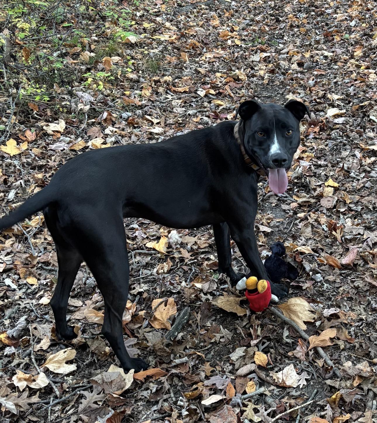 Enlarge Henry, a Adoptable mixed breed in Riverview, MI image 3/3
