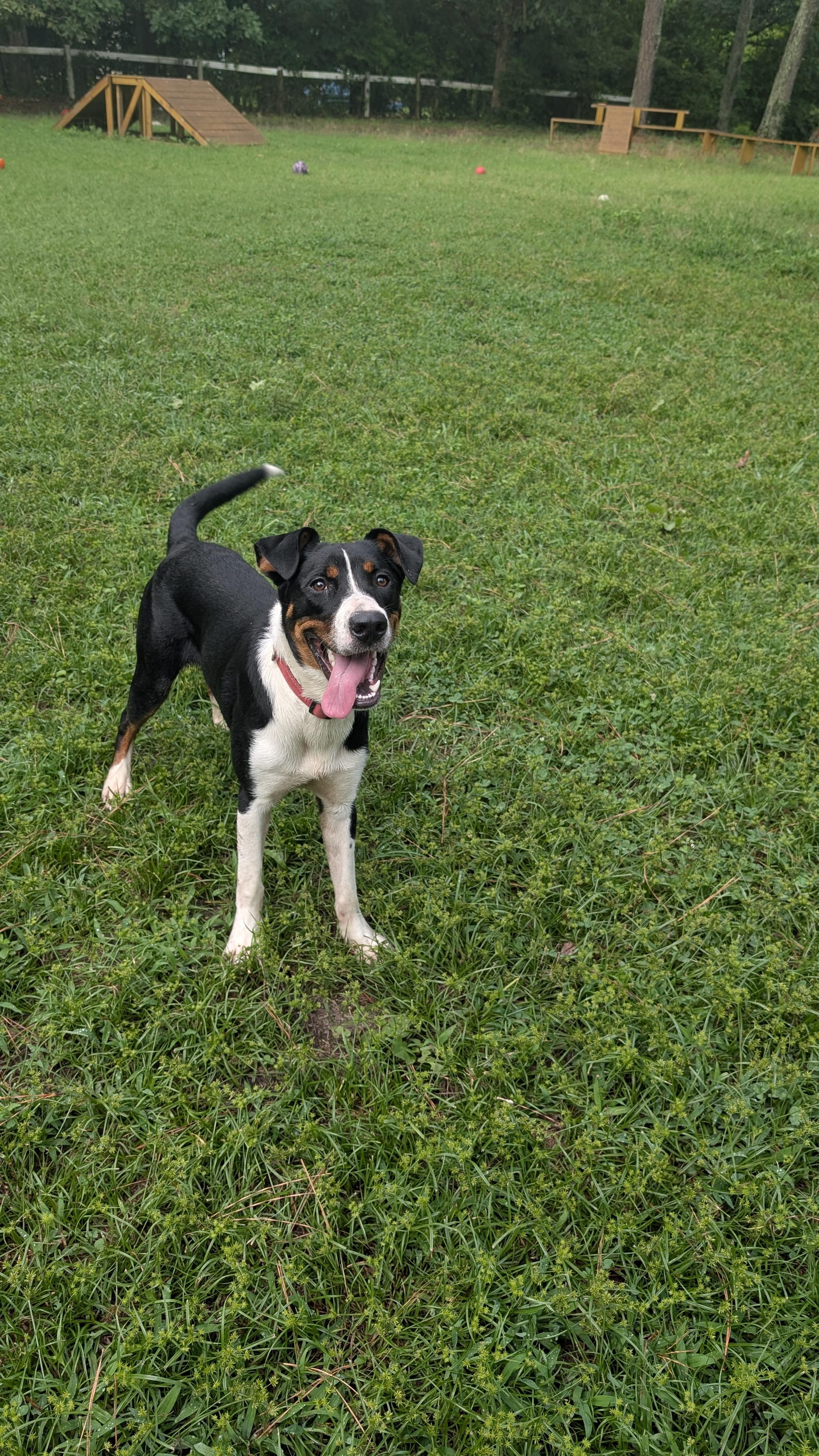 Hendrix - AVAILABLE TO FOSTER OR ADOPT, a Adoptable mixed breed in Clayton, NC image 4/6