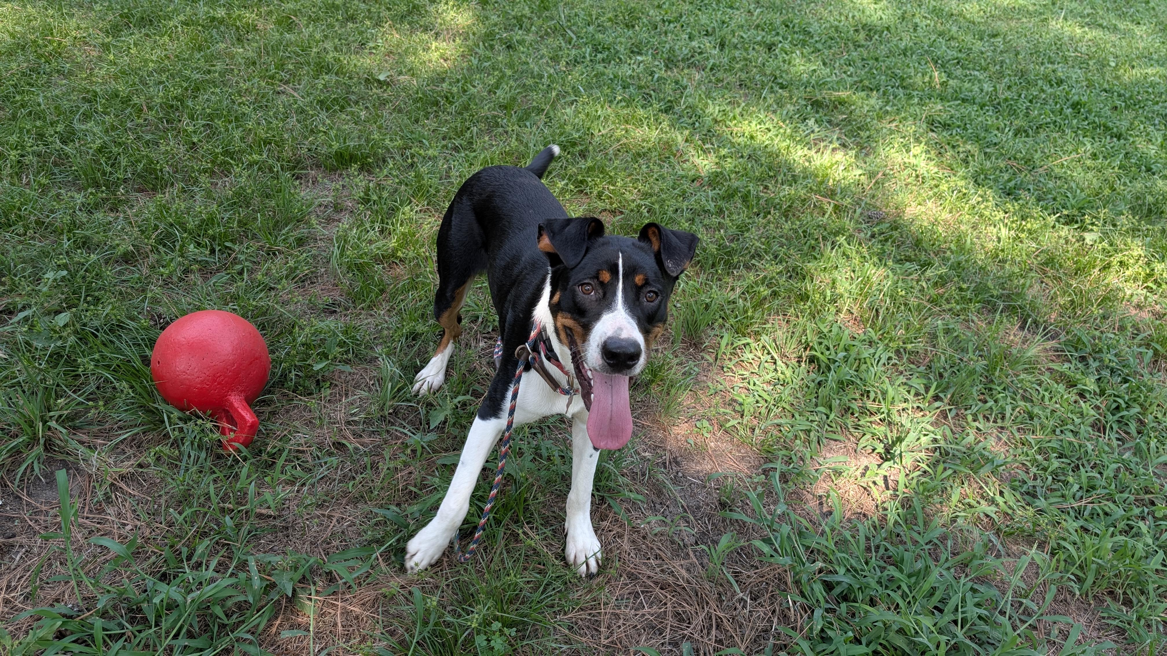 Hendrix - AVAILABLE TO FOSTER OR ADOPT, a Adoptable mixed breed in Clayton, NC image 2/6