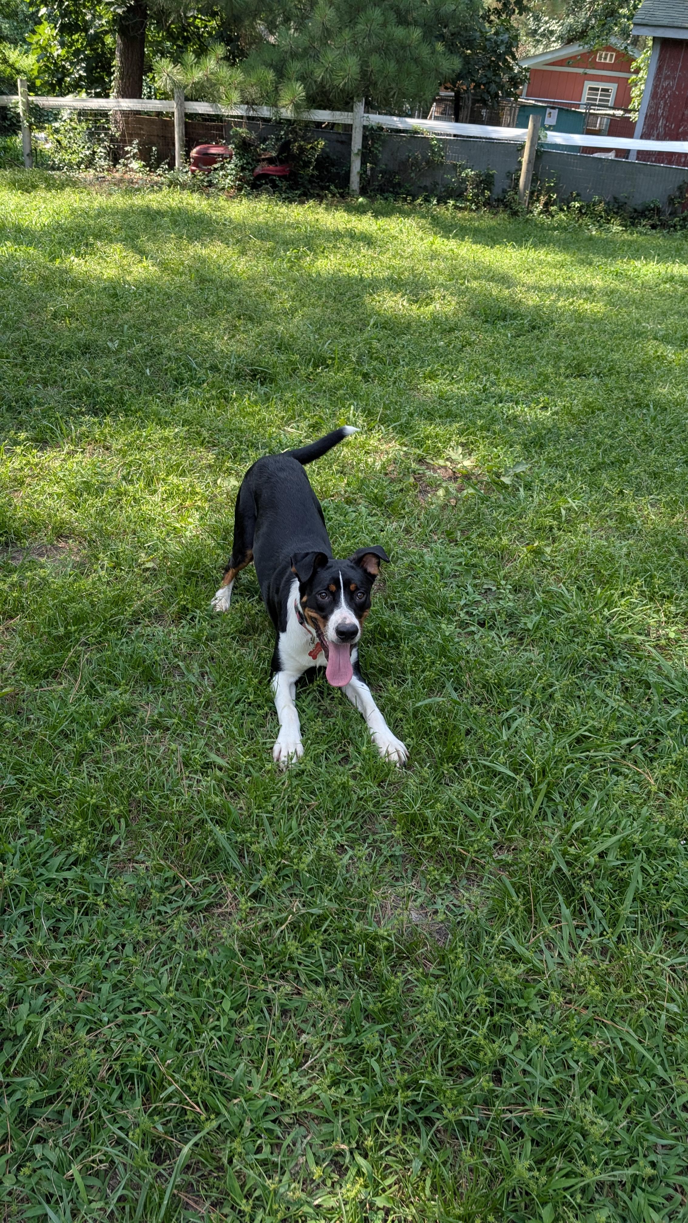 Hendrix - AVAILABLE TO FOSTER OR ADOPT, a Adoptable mixed breed in Clayton, NC image 6/6