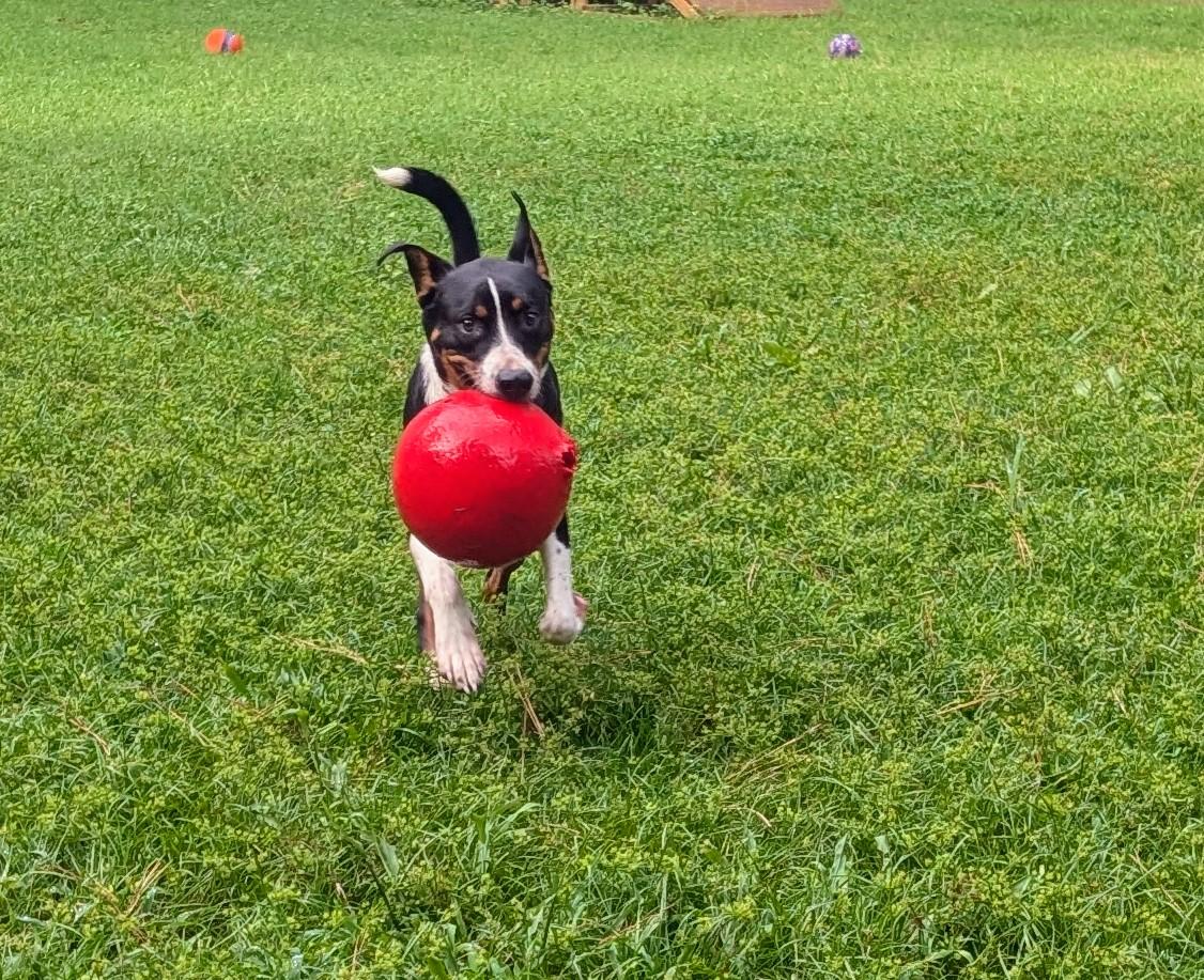Hendrix - AVAILABLE TO FOSTER OR ADOPT, a Adoptable mixed breed in Clayton, NC image 3/6