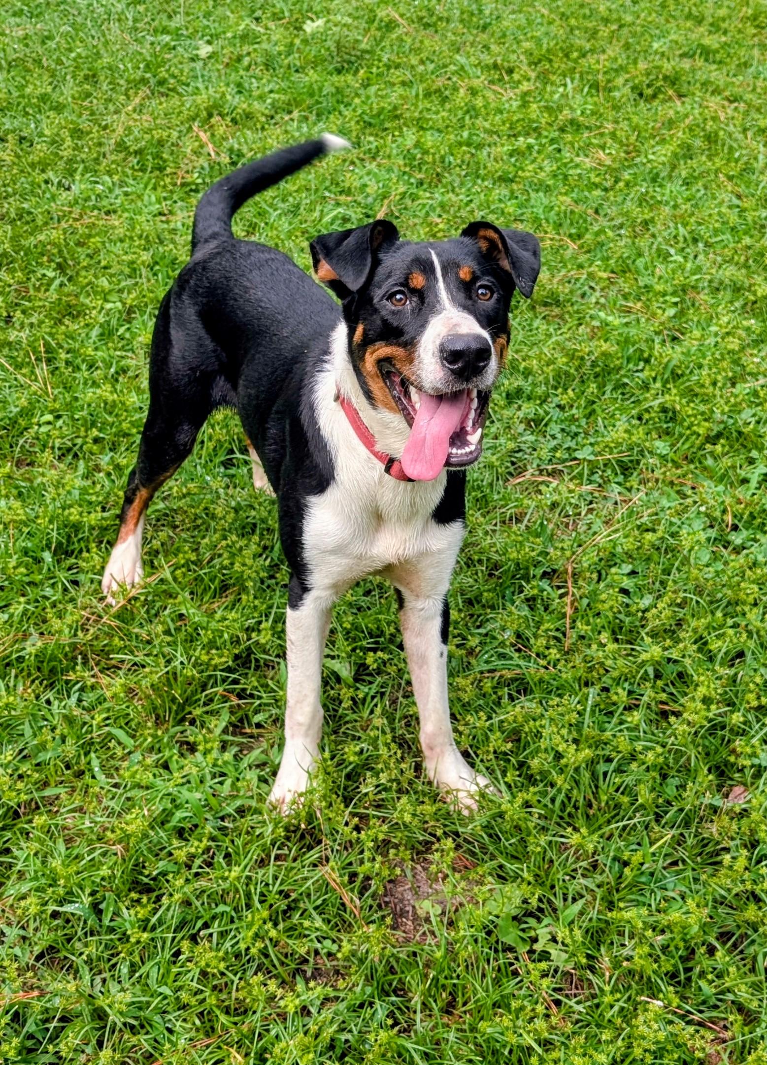 Hendrix - AVAILABLE TO FOSTER OR ADOPT, Adoptable, Puppy Male Bernese Mountain Dog.